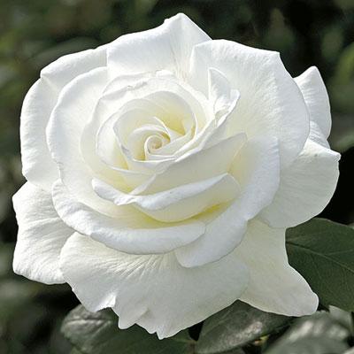 Sugar Moon™ Rose