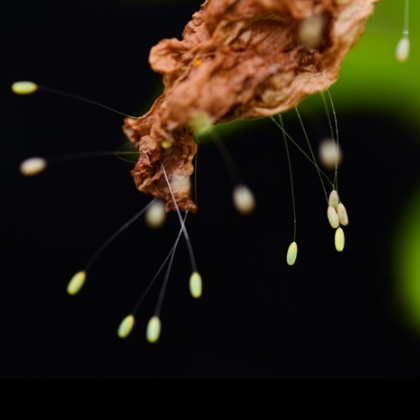Green Lacewings- Chrysoperla carnea