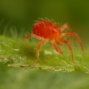 Predatory Mites- Neoseiulus californicus