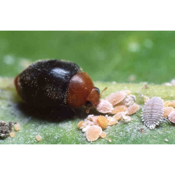 Whitefly Predatory Lady Beetle- Delphastus pusillus