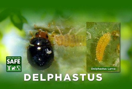 Whitefly Predatory Lady Beetle- Delphastus pusillus