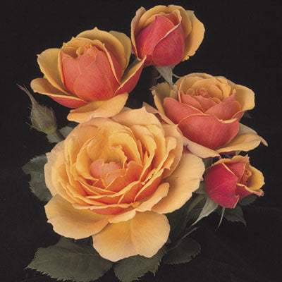 About Face Rose - 3 Gallon