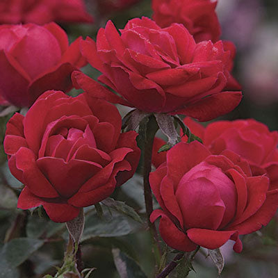 Double Knock Out® Rose - 3 Gallon