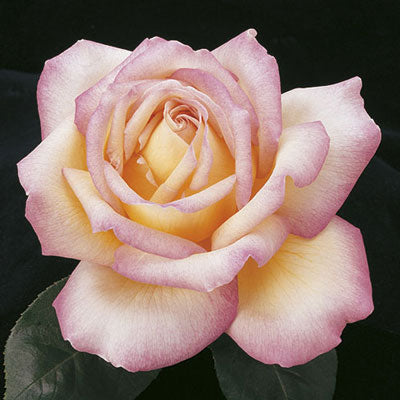 Peace Rose - 3 Gallon