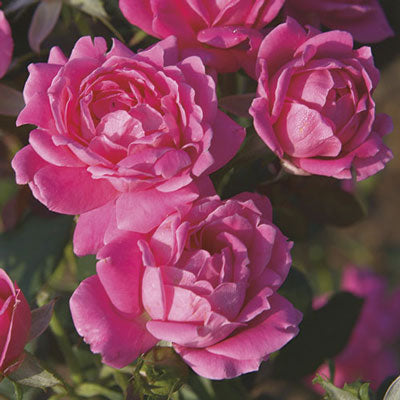 Pink Double Knock Out® Rose