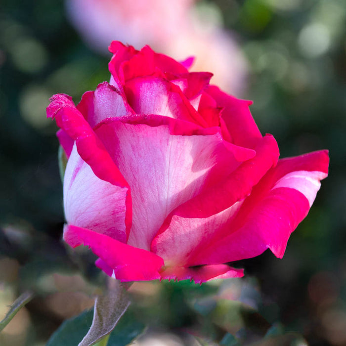 Picture Perfect Rose - 3 Gallon