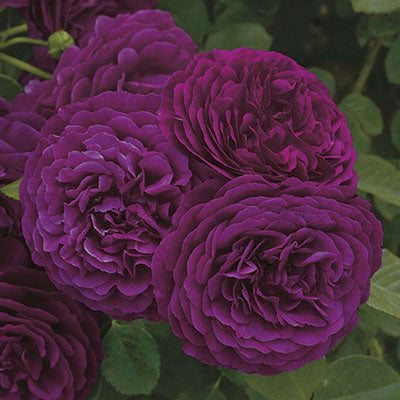 Twilight Zone Rose - 3 Gallon