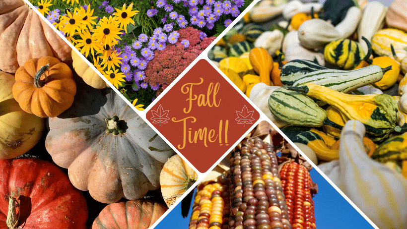Have you picked your Pumpkin yet? 🎃