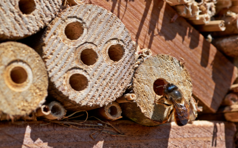 Gardening is Better with Bees! 🐝🌼 — Blooming Junction