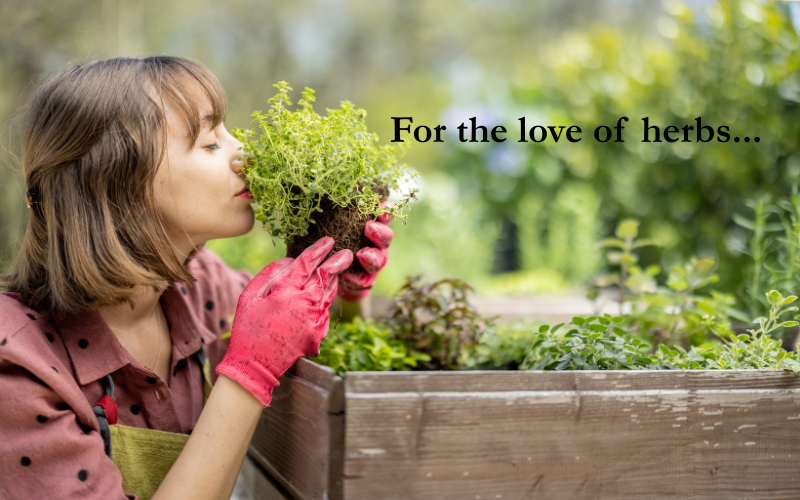 HERBS- Where Nature’s Healing Touch Meets Fresh Flavors 🌱 — Blooming ...