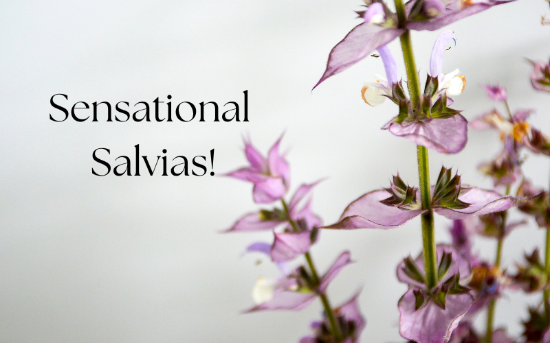 So Many Sensational Salvias!! 🐝🌿☕ — Blooming Junction