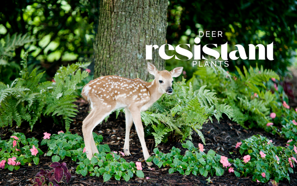 Deer Resistant Plants to Fawn Over 🦌🌿