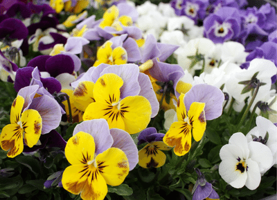 Now's the time to plant Winter Pansies and Violas!! 🍂