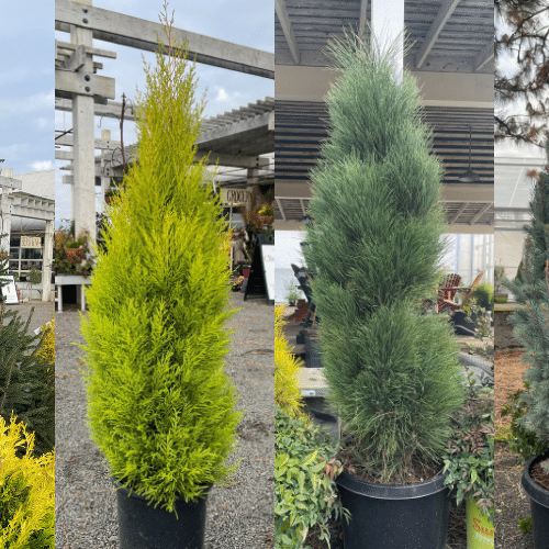 FALL is the perfect time to plant CONIFERS!