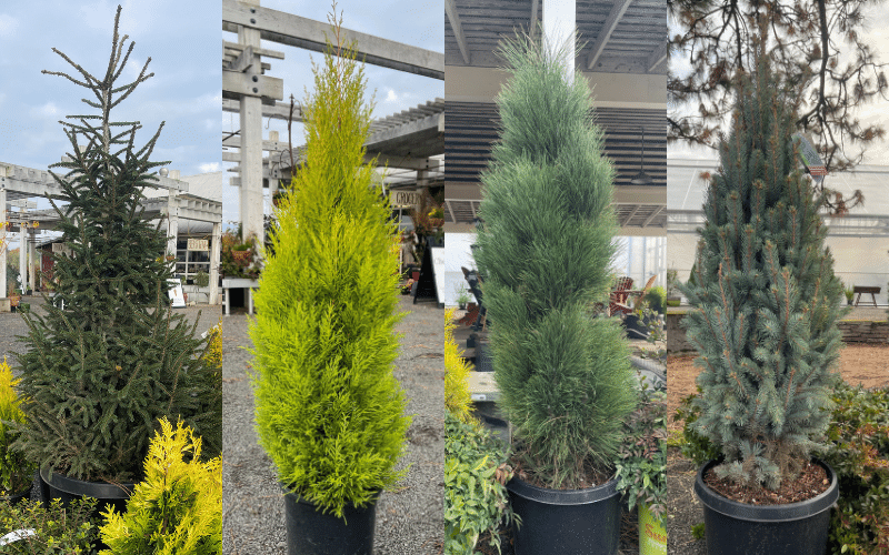FALL is the perfect time to plant CONIFERS!
