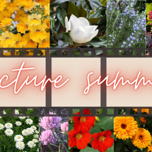 When is a picture worth a thousand words? 📷🌺🌼🌞