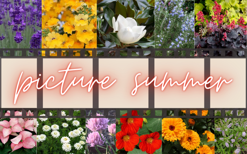 When is a picture worth a thousand words? 📷🌺🌼🌞