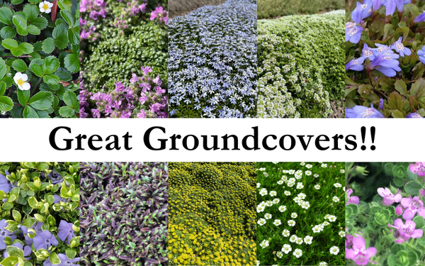 The Low Down on Groundcovers