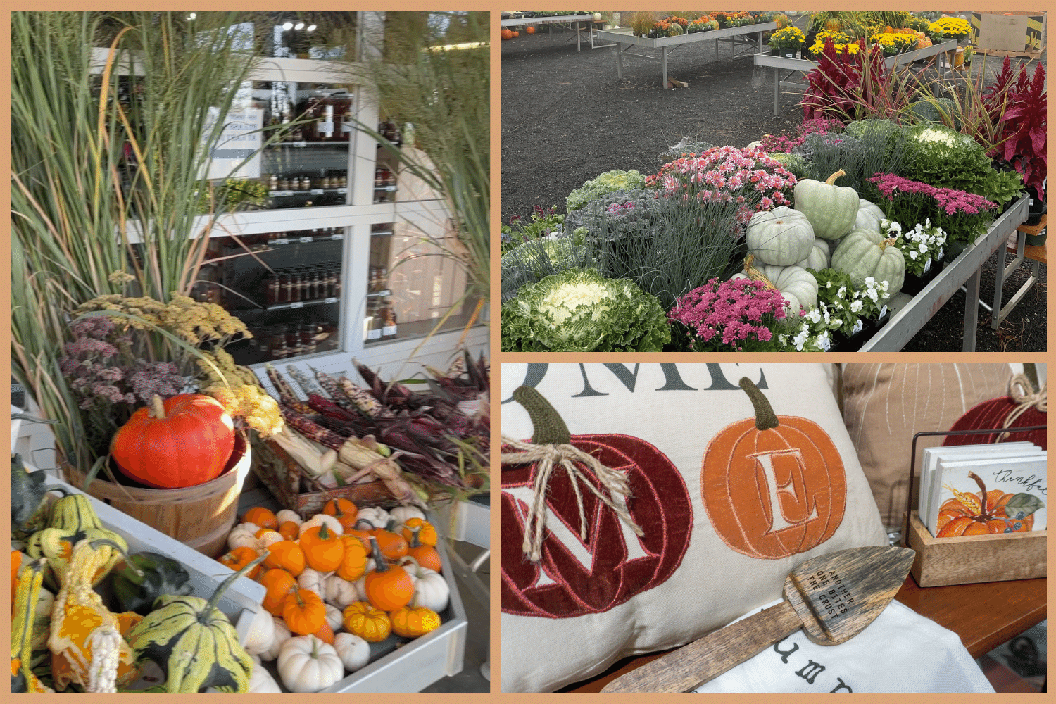 Fall is for Planting! 🍁🌾🌻