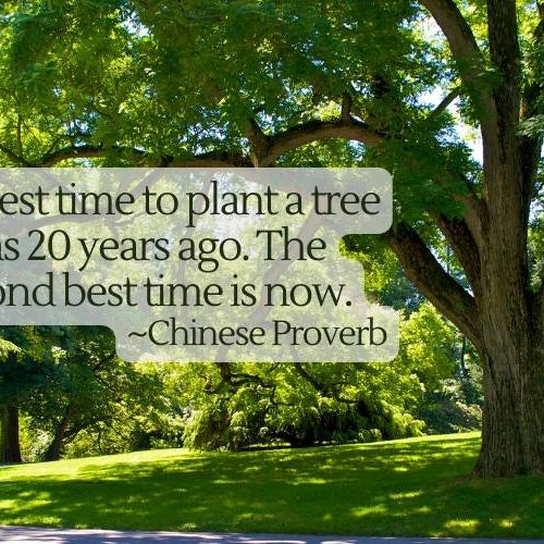 Isn't it Time to Plant a Shade Tree? 🌳