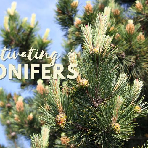 Fall is for Cultivating Conifers! 🍂🌲