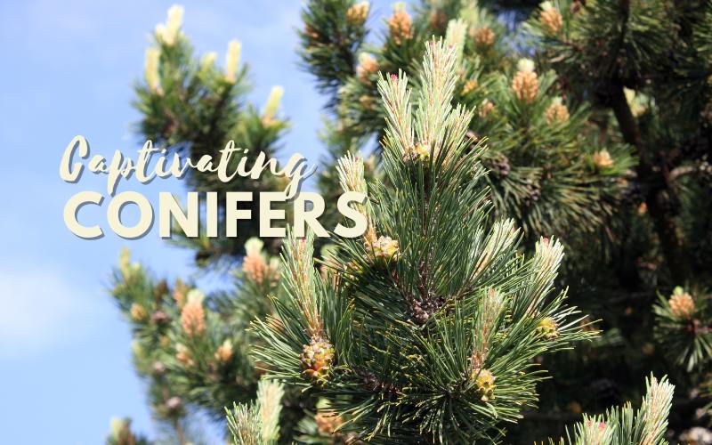 Fall is for Cultivating Conifers! 🍂🌲