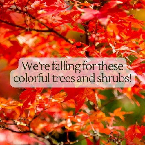Fall Trees and Shrubs 🌳🍁