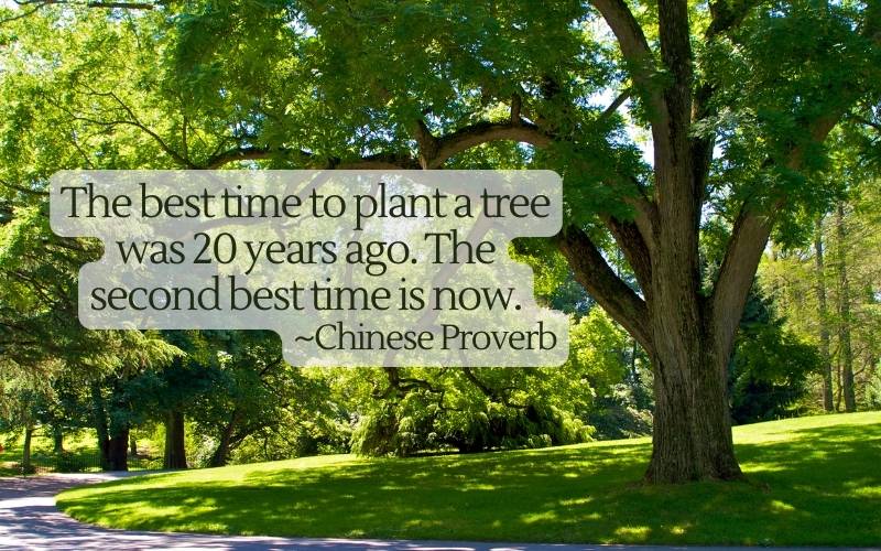 Isn't it Time to Plant a Shade Tree? 🌳
