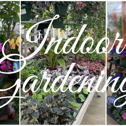 'Tis the Season for Indoor Gardening 🌱🌿