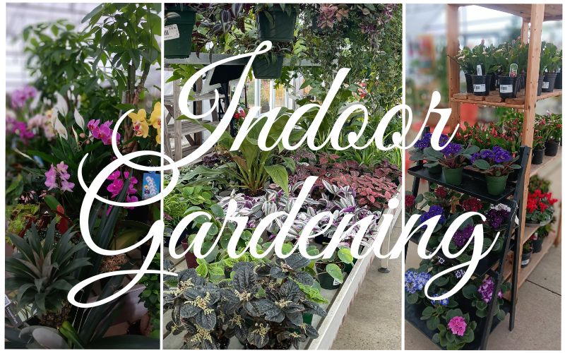 'Tis the Season for Indoor Gardening 🌱🌿