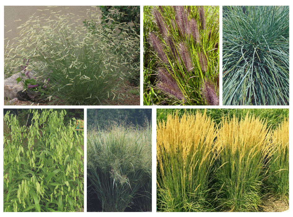 Great Garden Grasses!!