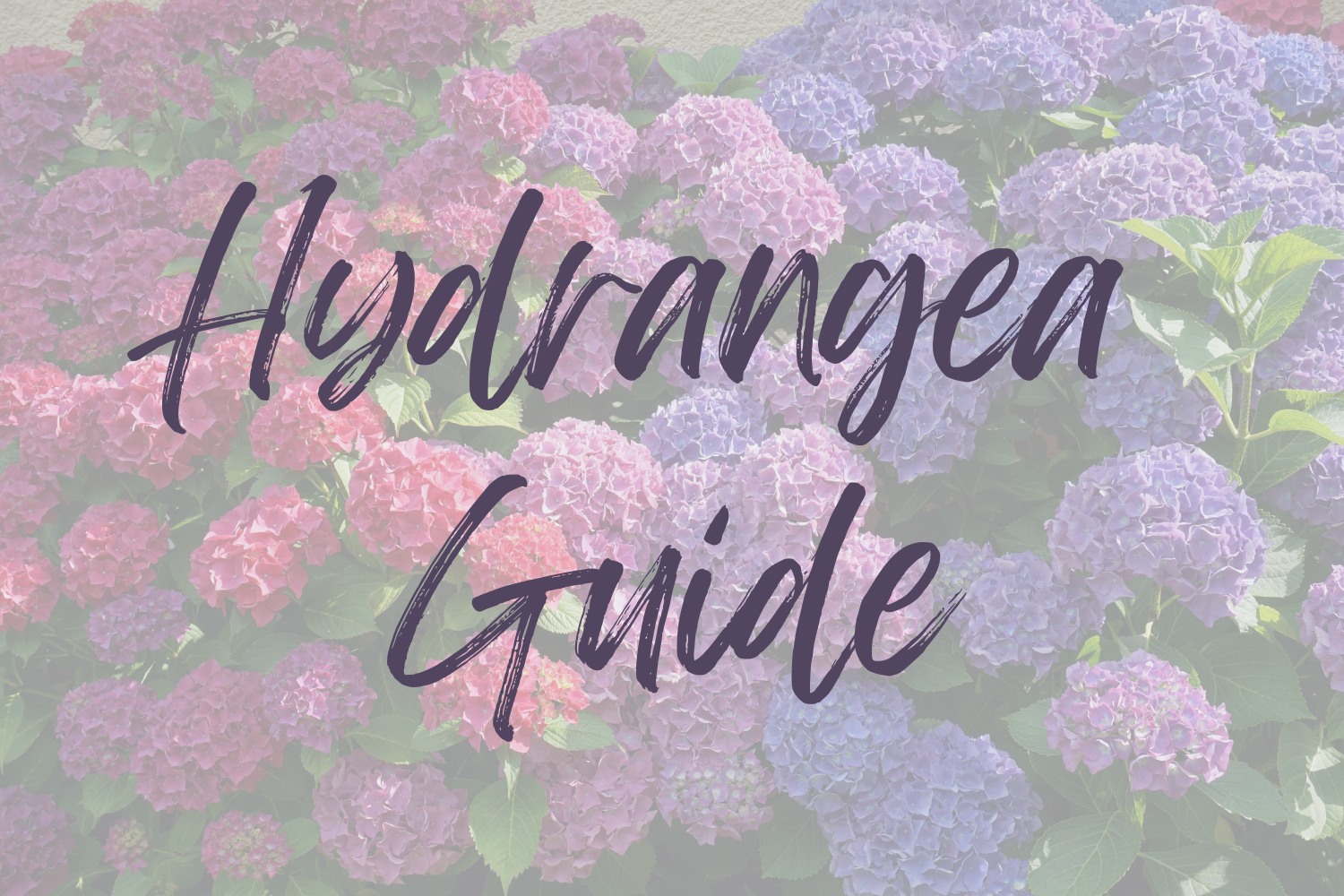 Hydrangea Guide