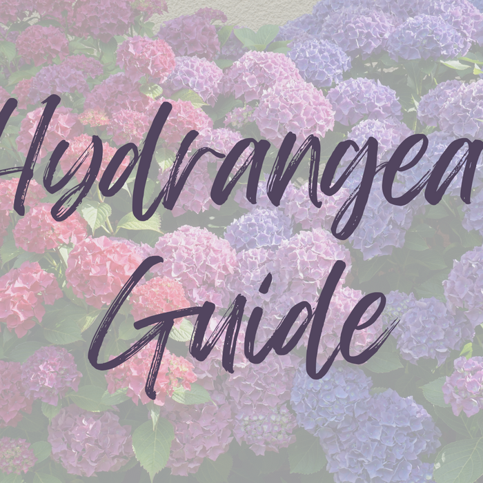 Hydrangea Guide