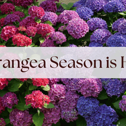 These Hydrangeas are Made for the Shade 🕶️