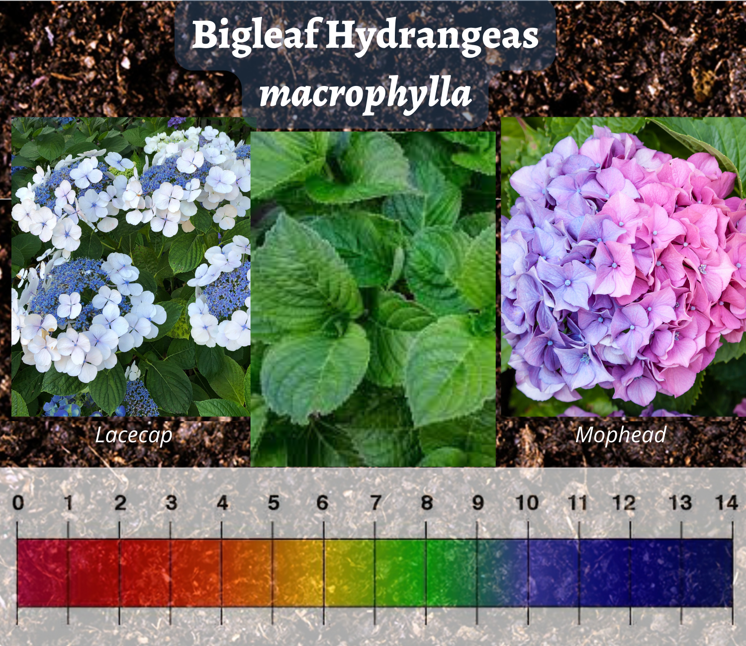 Hydrangea and Harvest Season Happenings!