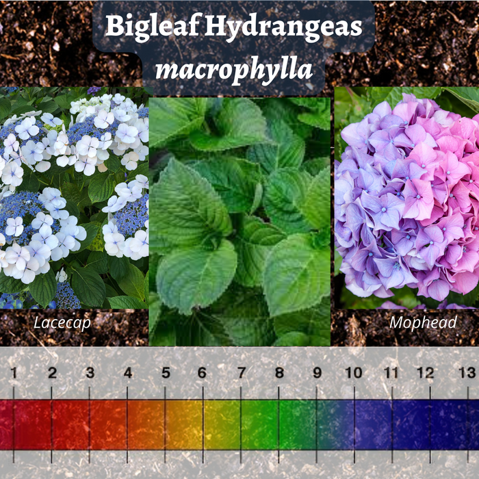 Hydrangea and Harvest Season Happenings!