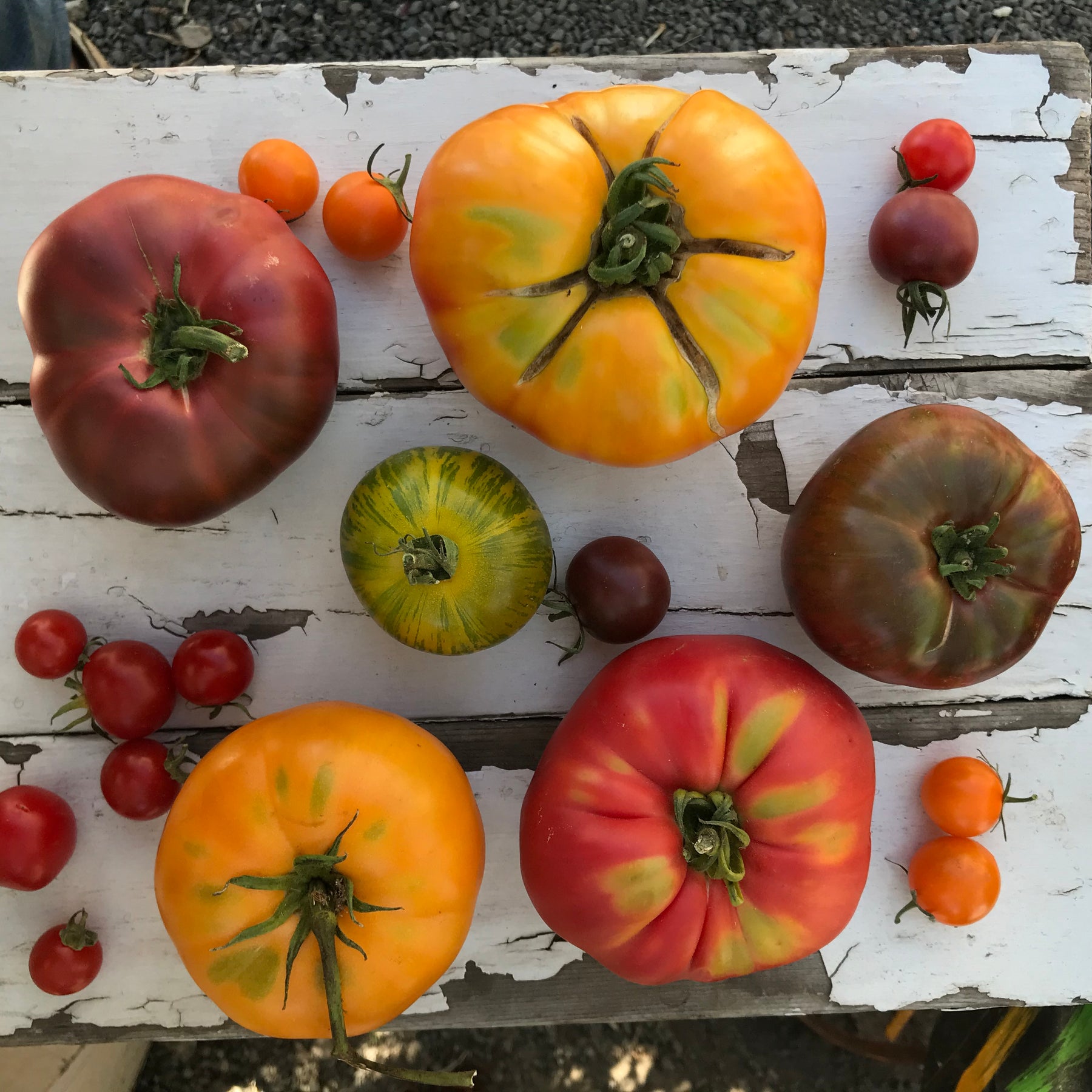 Heirloom Tomato Guide