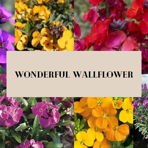 We're Wild for Wallflower!