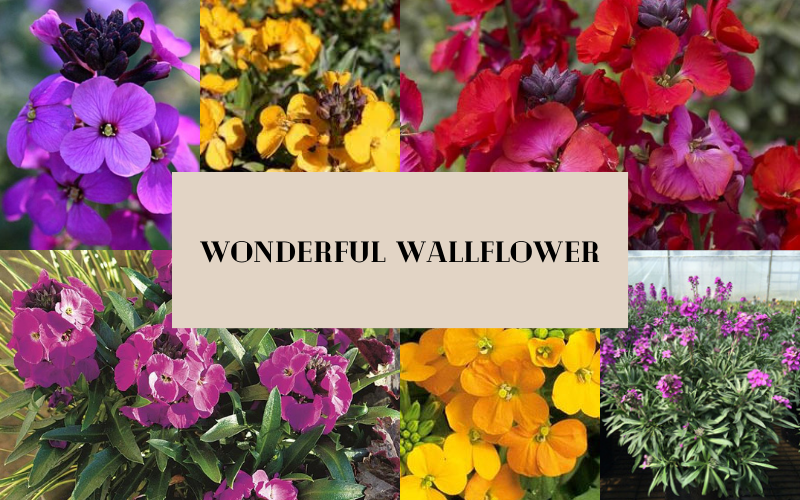 We're Wild for Wallflower!