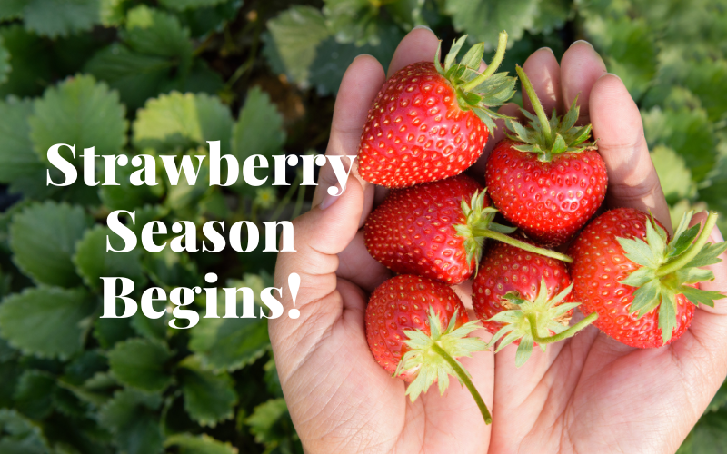 Summer's Sweetest Treat is Here! 🍓🍓🍓