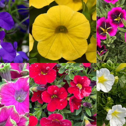 It's Summer Annual Season!!