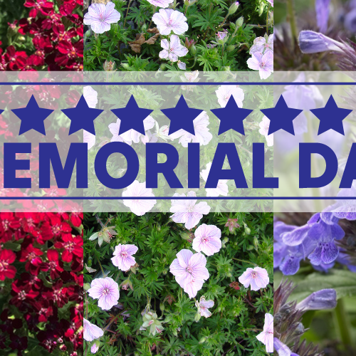 Remembering those who served! ⭐❤️🤍💙⭐