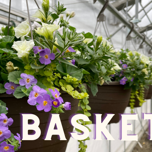 Hanging Baskets are Here!!