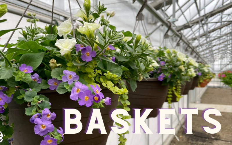 Hanging Baskets are Here!!