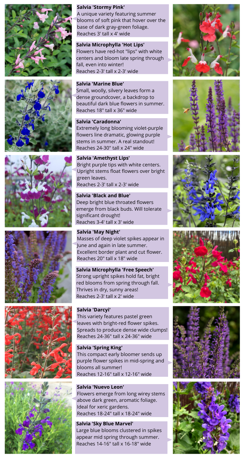 Salvia Plant Guide