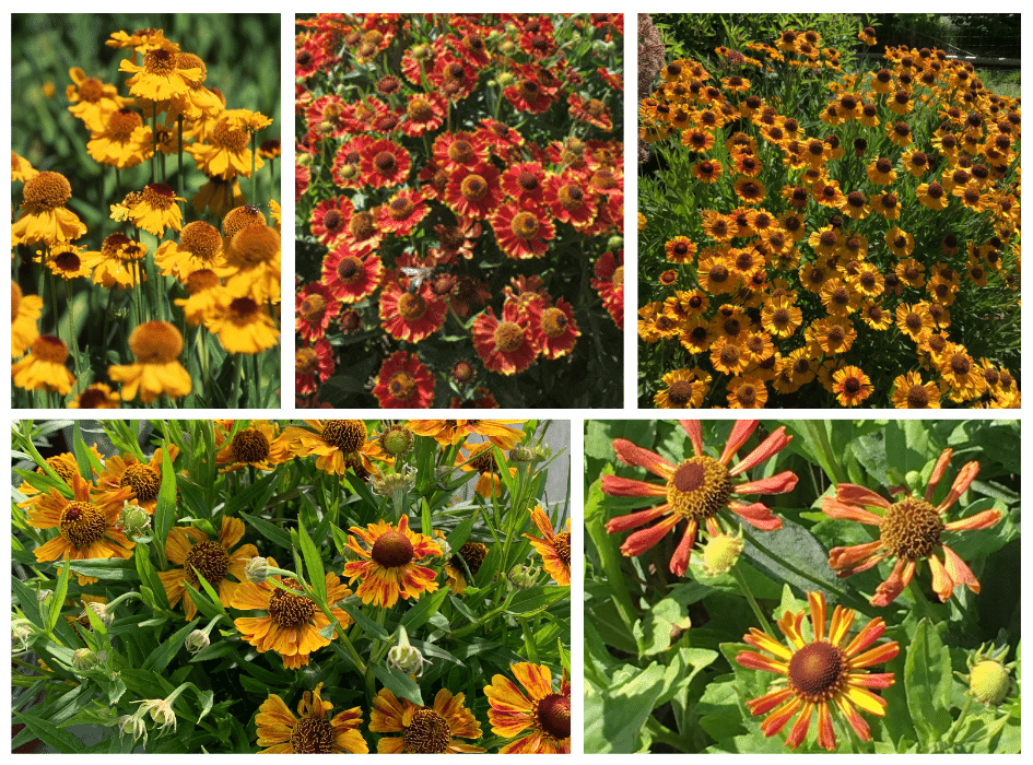 Handsome Helenium
