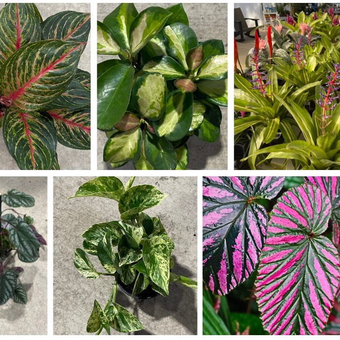Houseplants, Perennials and More!