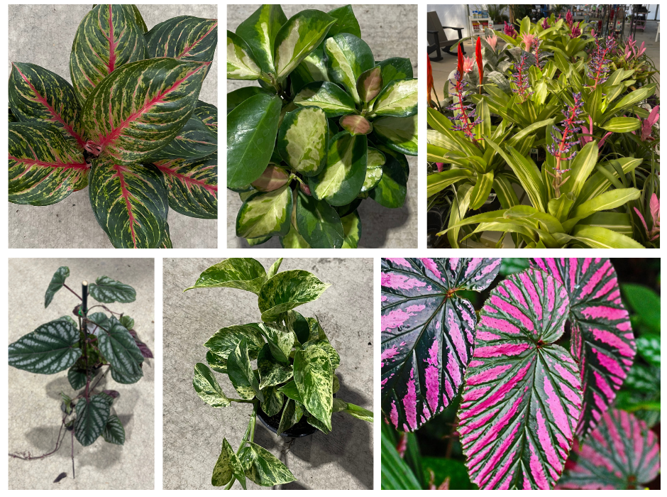 Houseplants, Perennials and More!