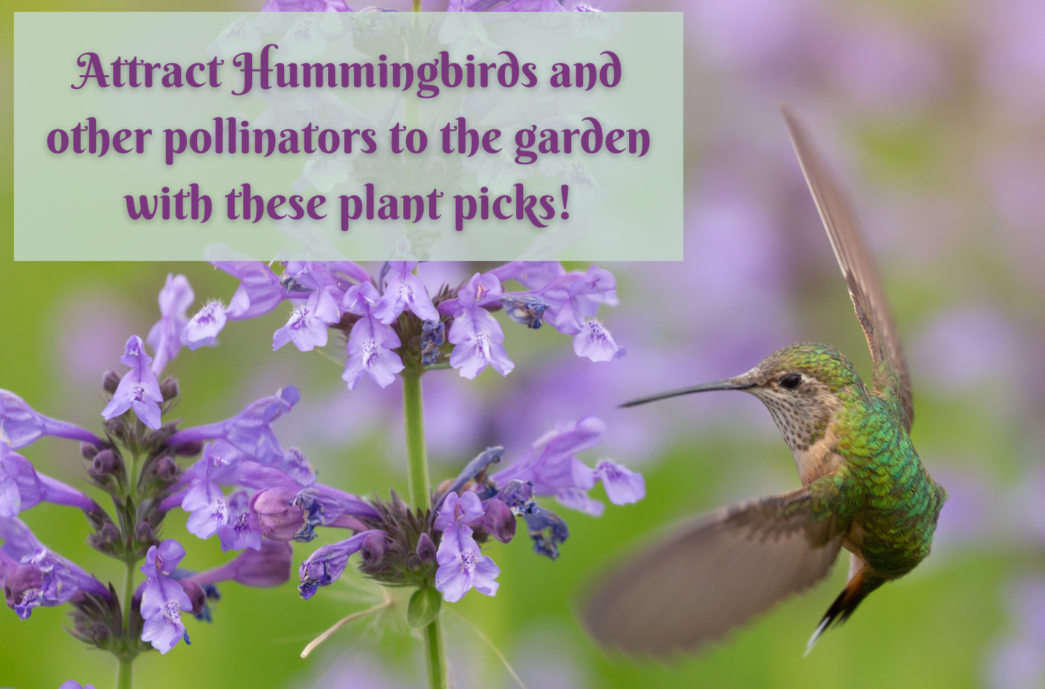 All the sweet birds sing in tune welcoming in the month of June🐦 🎵
