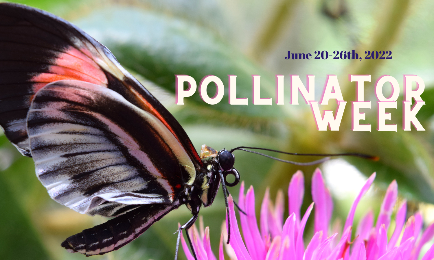 Celebrate National Pollinator Week with Us! 🐝🐞🌱